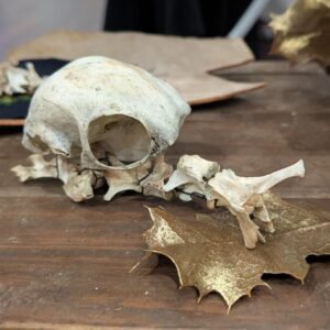 Pretty Dead, Bone Snail, Skull, Snail Art, Bone Art, Forest Art, Forest Mushroom Skulls, Forest Skulls, Earthen Art