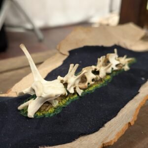 Pretty Dead, Bone Slug, Skull, Slug Art, Bone Art, Forest Art, Forest Mushroom Skulls, Vertebrae, Forest Skulls, Earthen Art
